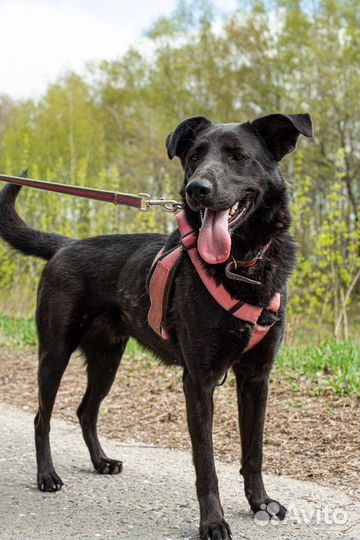 Пёс из приюта ищет дом