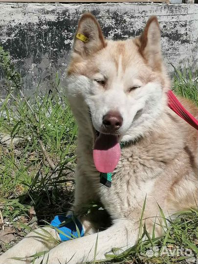 Хаски в добрые руки