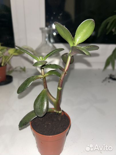 Красула Толстянка