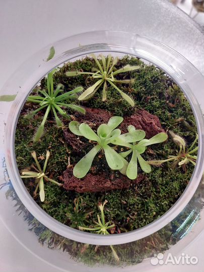 Хищные растения