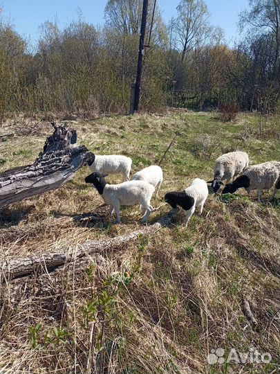 Продаются ягнята 100%Дорпера