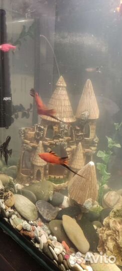 Аквариум
