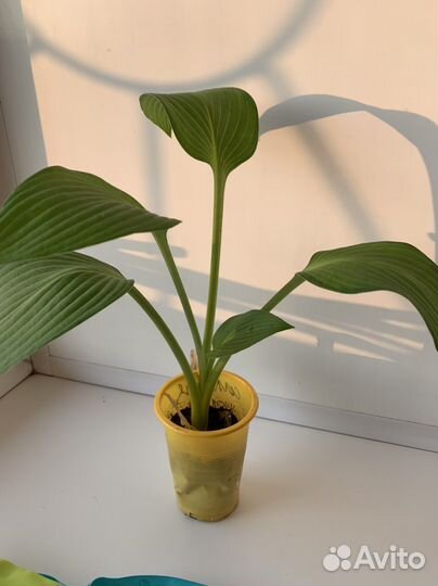 Многолетки: хоста, очитки, вербейник, молодила