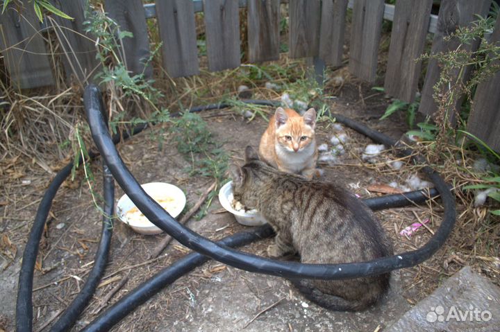 Котята в добрые руки