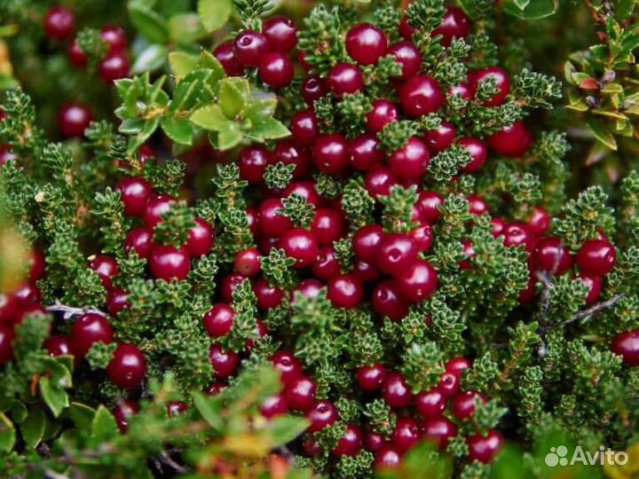 Черника, брусника, клюква