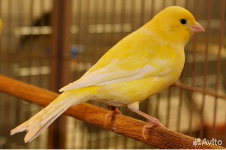 Продам канарейку