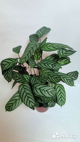 Ктенанта щетинистая Компакт Стар, Оппенгейма