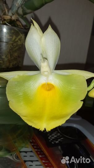 Орхидея Catasetum pileatum Oro Verde