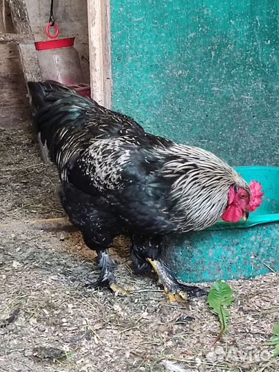 Молодые петухи