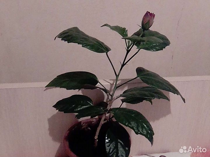 Декоративный,но живой цветок.Роза