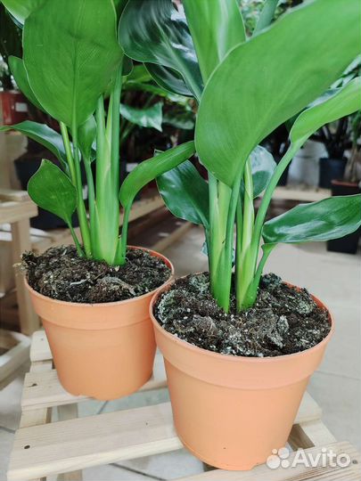 Стрелиция королевская Reginae