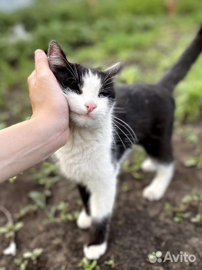 Кошечка, около года