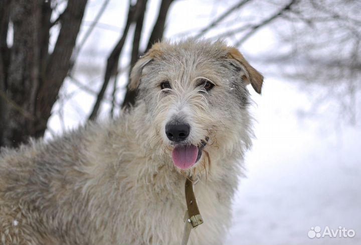 Терьеристая Калифорния ждет своих хозяев