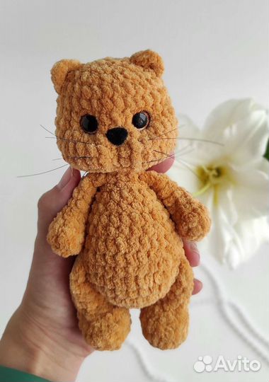 Кот, котёнок