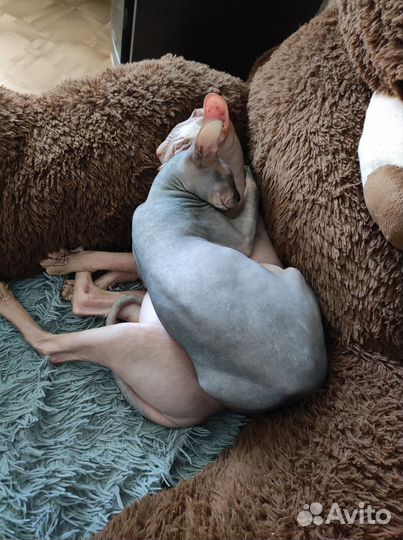 Донской сфинкс