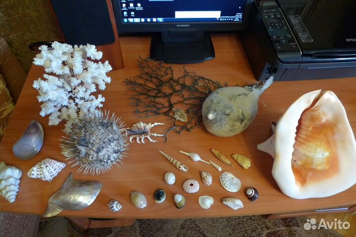 Ракушки и кораллы коллекция