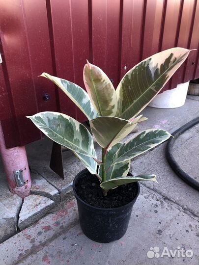 Фикус Эластика Тинеке