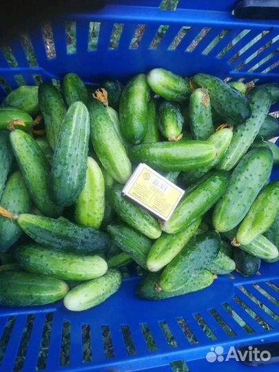 Продам огурцы домашние, сок грушевый