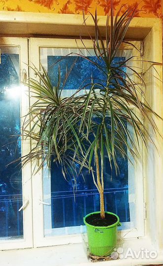Пальма драцена