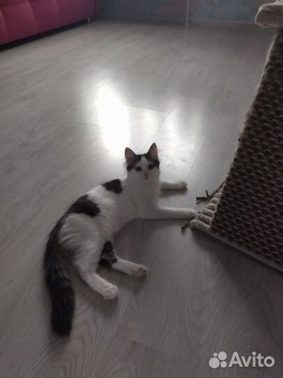 Шотландская кошечка