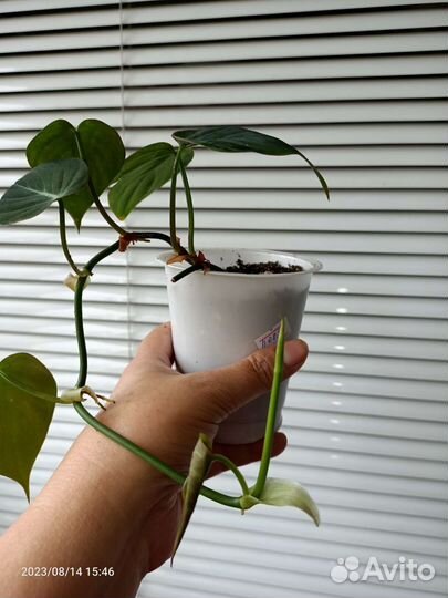 Филодендрон