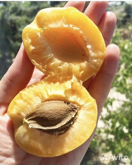 Саженцы абрикоса Ананасный