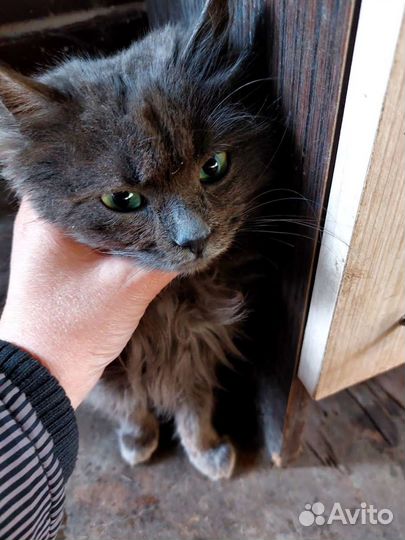 Котёнок мальчик в добрые руки