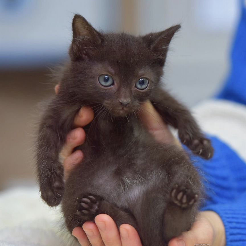 Ласковый черный котенок мальчик 2 мес