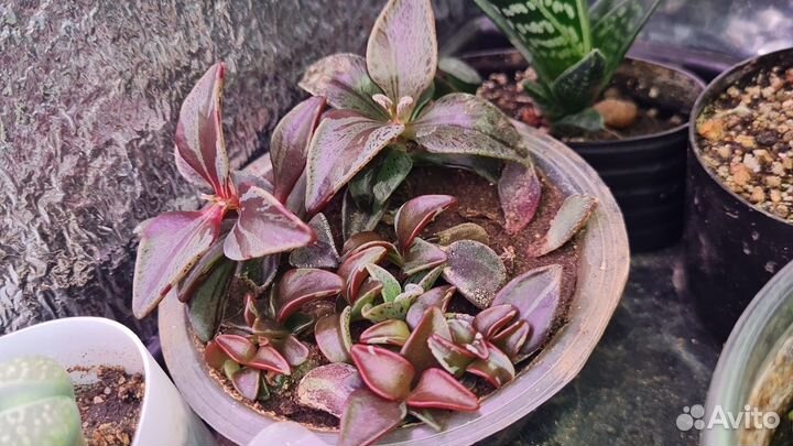 Ленофиллум