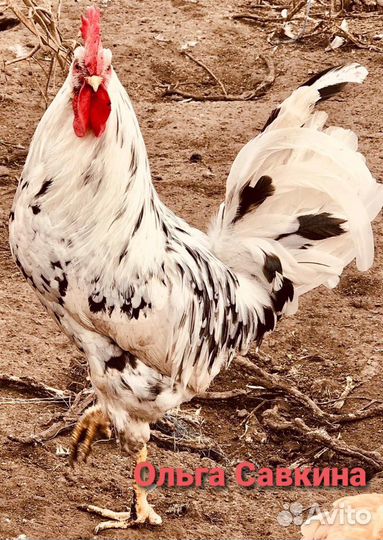 Инкубационное яйцо Леггорн Далматинец