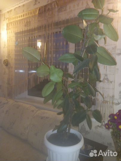 Комнатные растения цветы