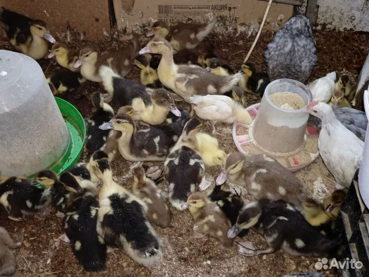 Утята подрощенные