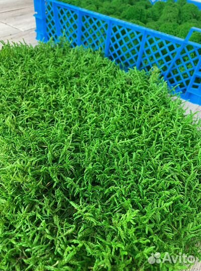 Стабилизированный мох