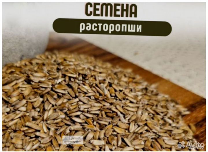 Семена рассторопши на заказ