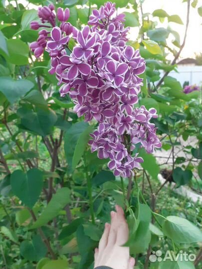 Сирень Сенсация