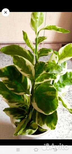 Продам пальму