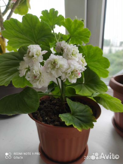 Пеларгония герань сортовая розебудная