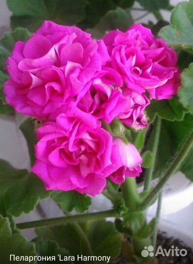 Пеларгония герань