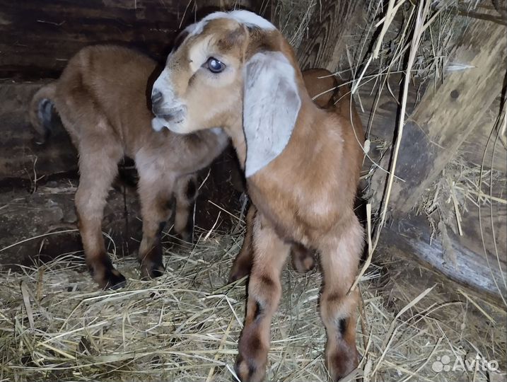 Козлики 85 нубийцы