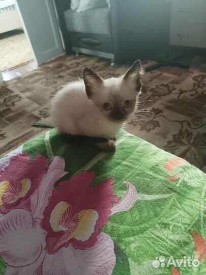 Кошка в дар бесплатно