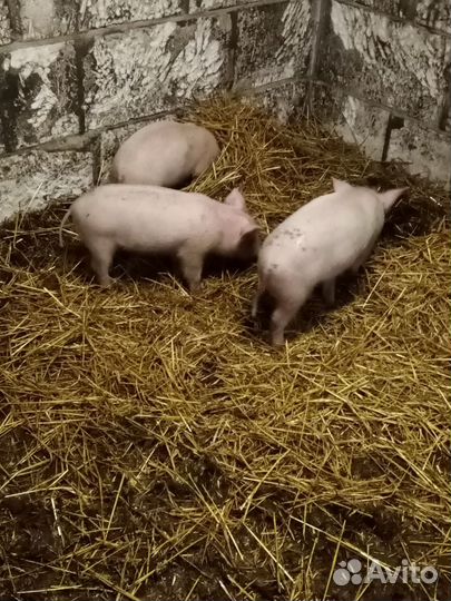 Поросята