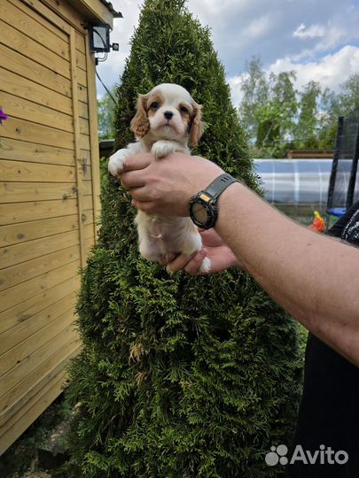 Кавалер кинг чарльз мальчики с документами