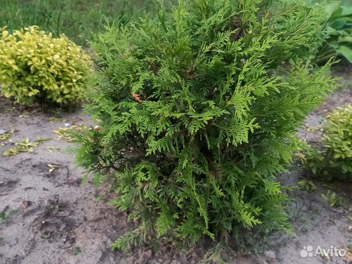 Юкка. Комнатные цветы