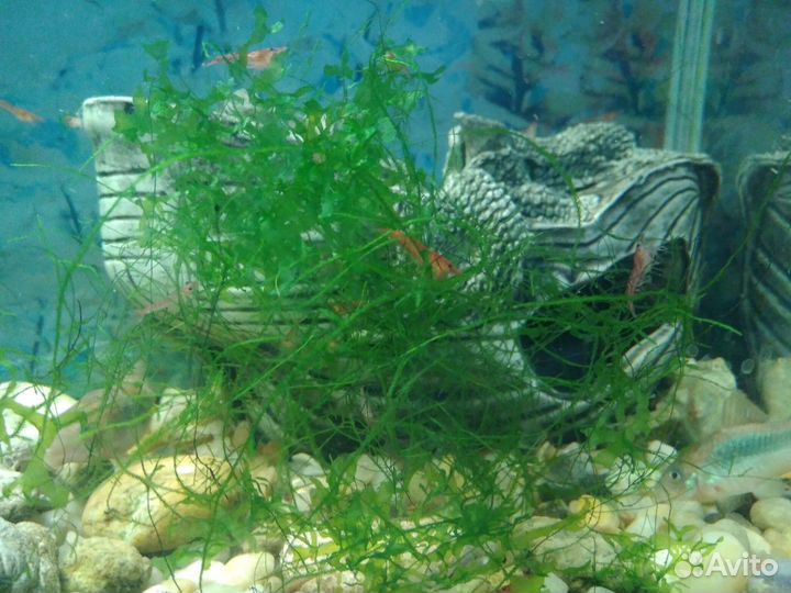 Креветки вишня + водные растения