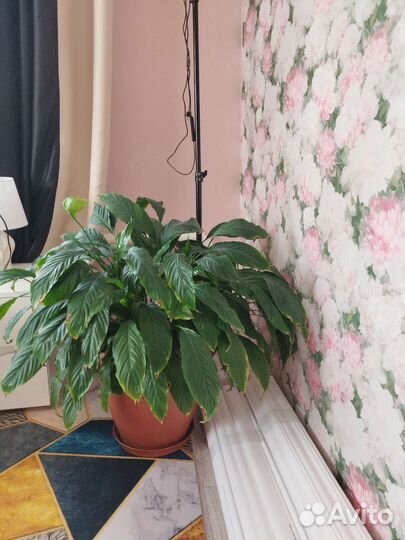 Продам цветы комнатные