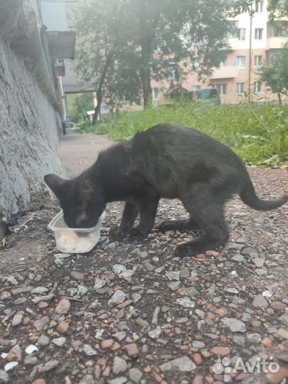 Кошка в дар бесплатно
