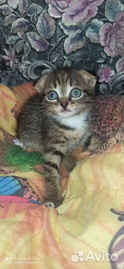 Шотландские котята