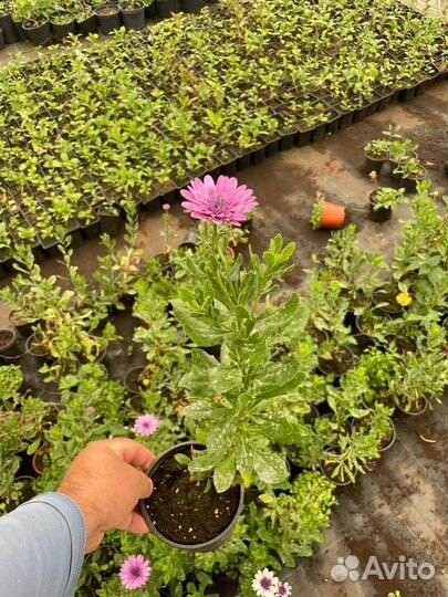 Остеоспермум