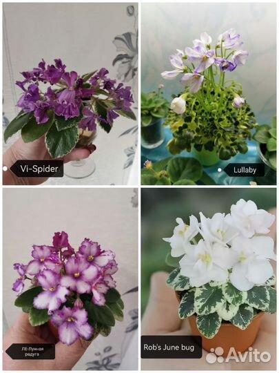 Укорененные листы мини фиалок