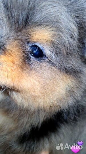 Минюшечка кукольная девочка эксклюзив,доставка